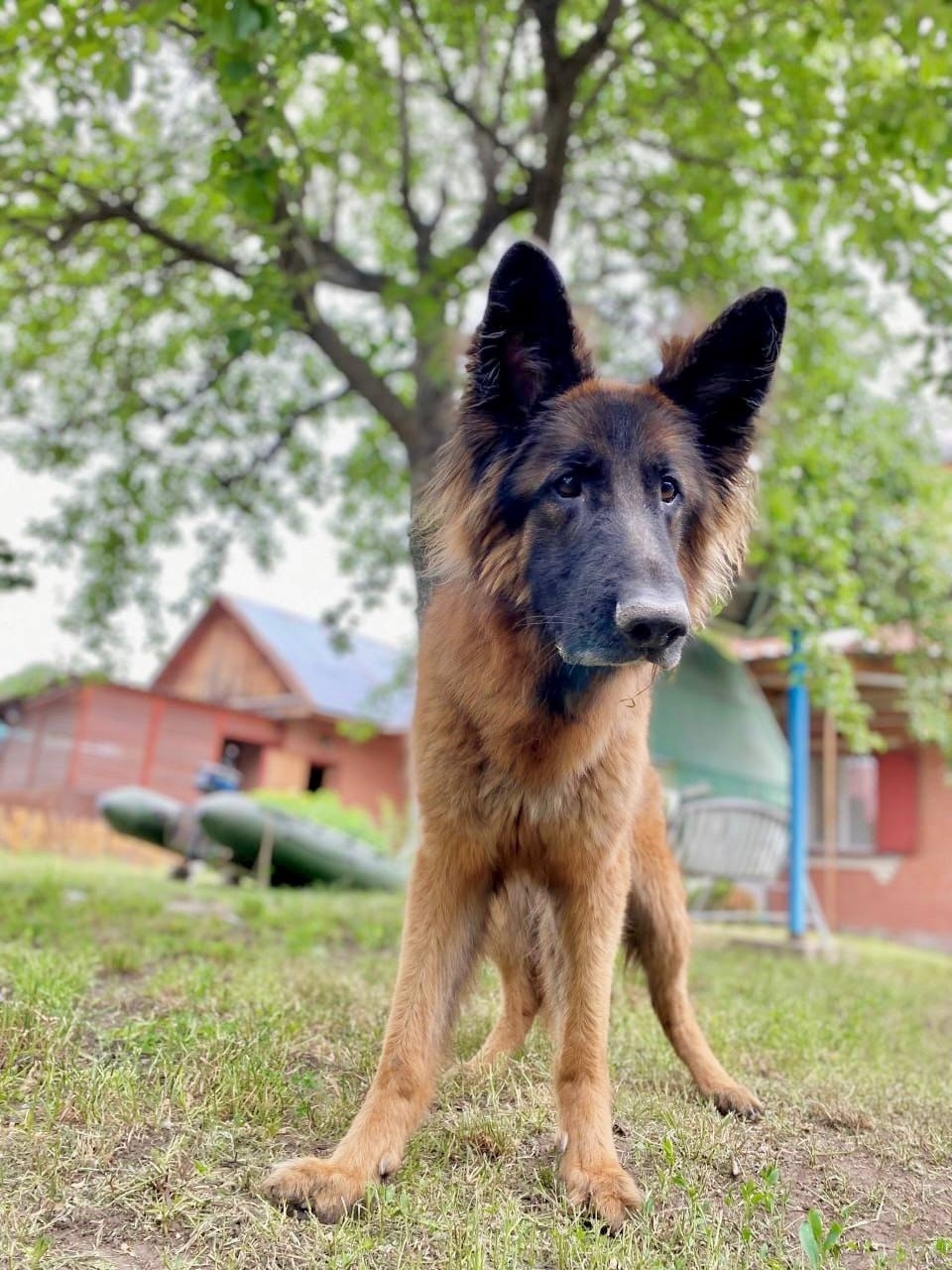 Пропала собака в Тольятти — фото объявления
