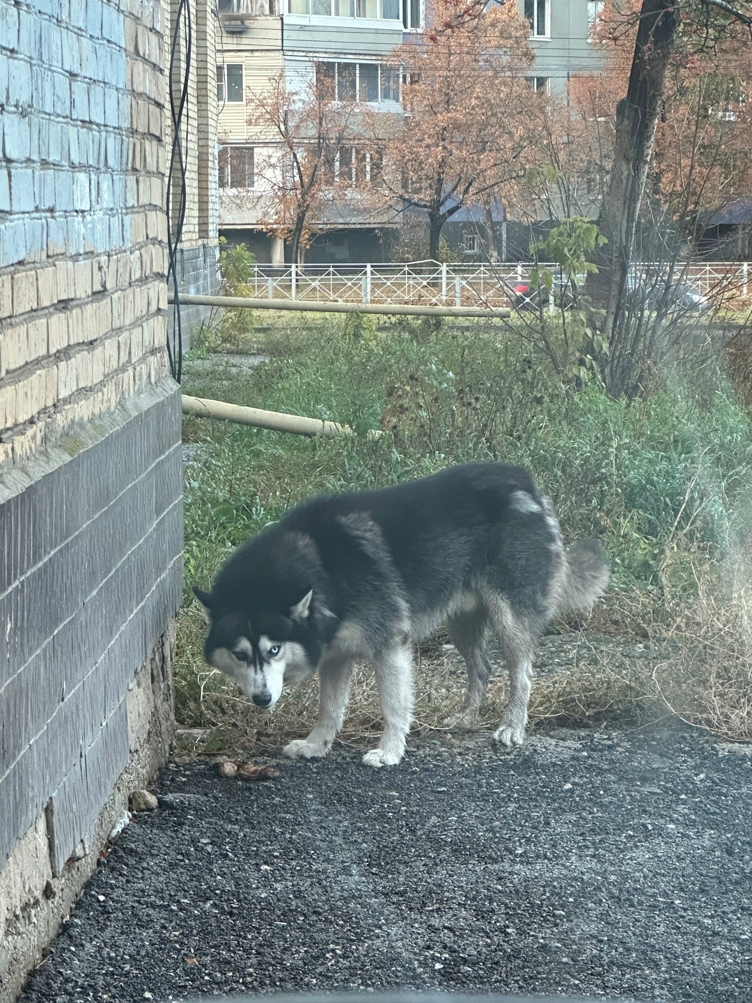Пропала собака в Тольятти — фото объявления