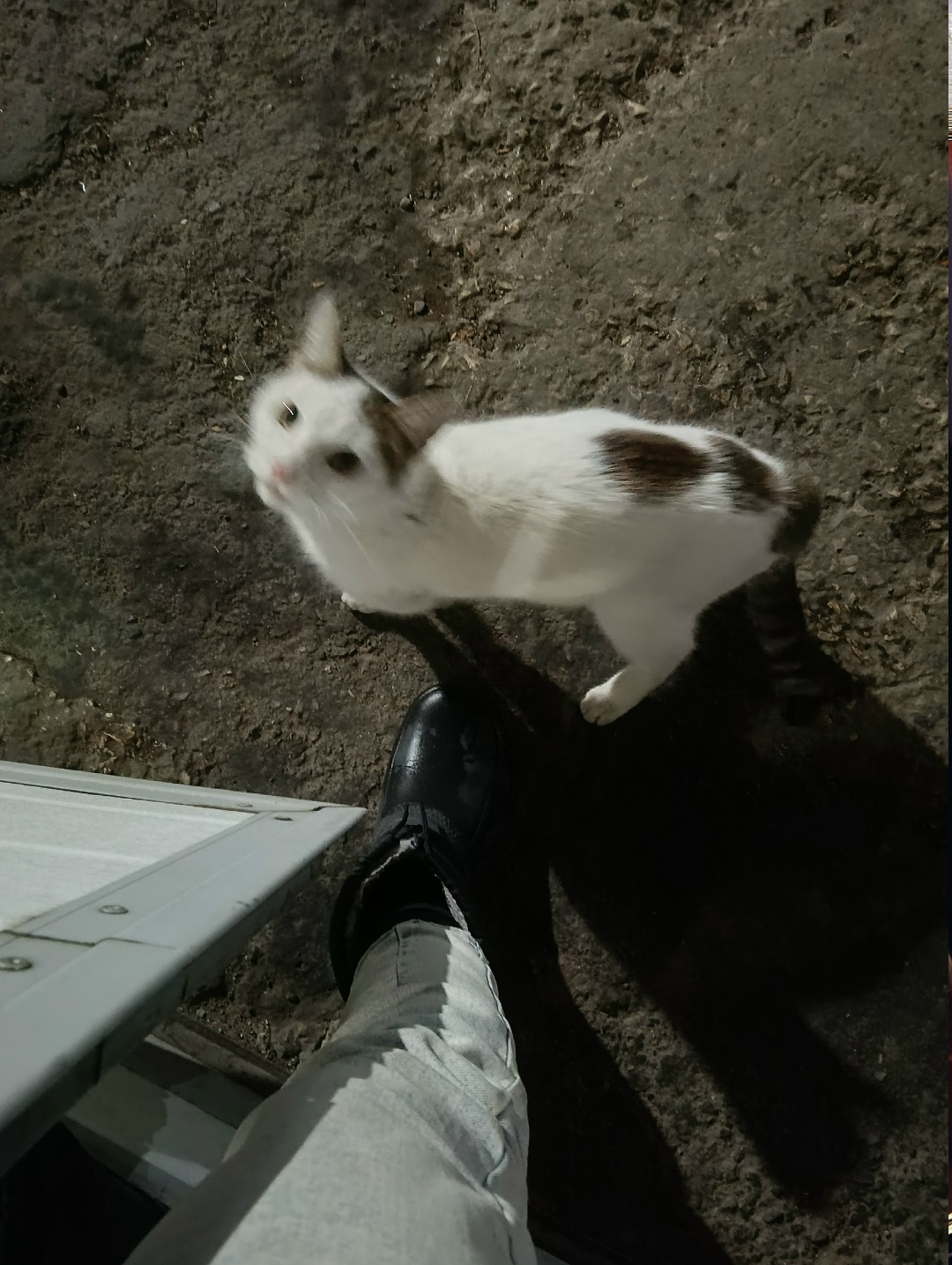 Найдена собака в Тольятти — фото объявления