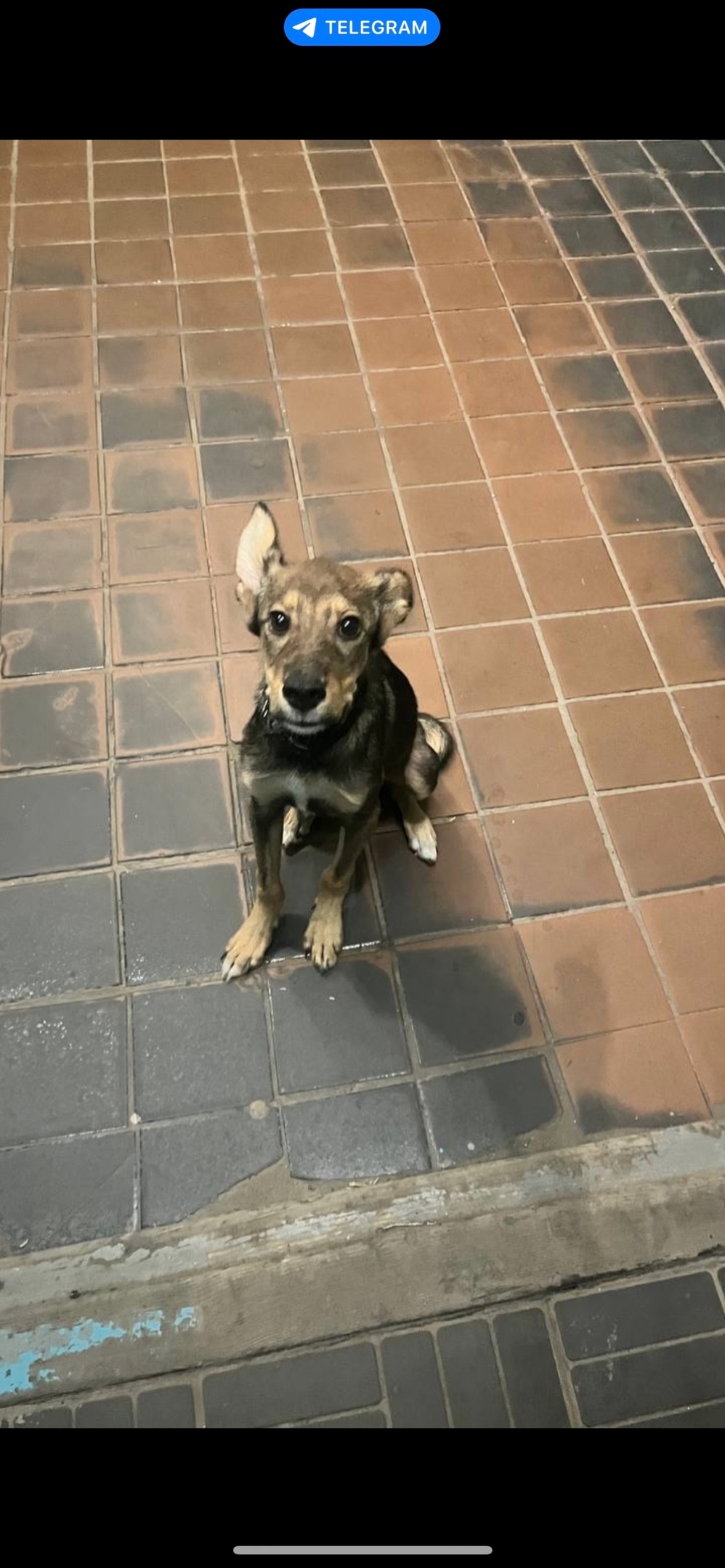 Пропала собака в Тольятти — фото объявления