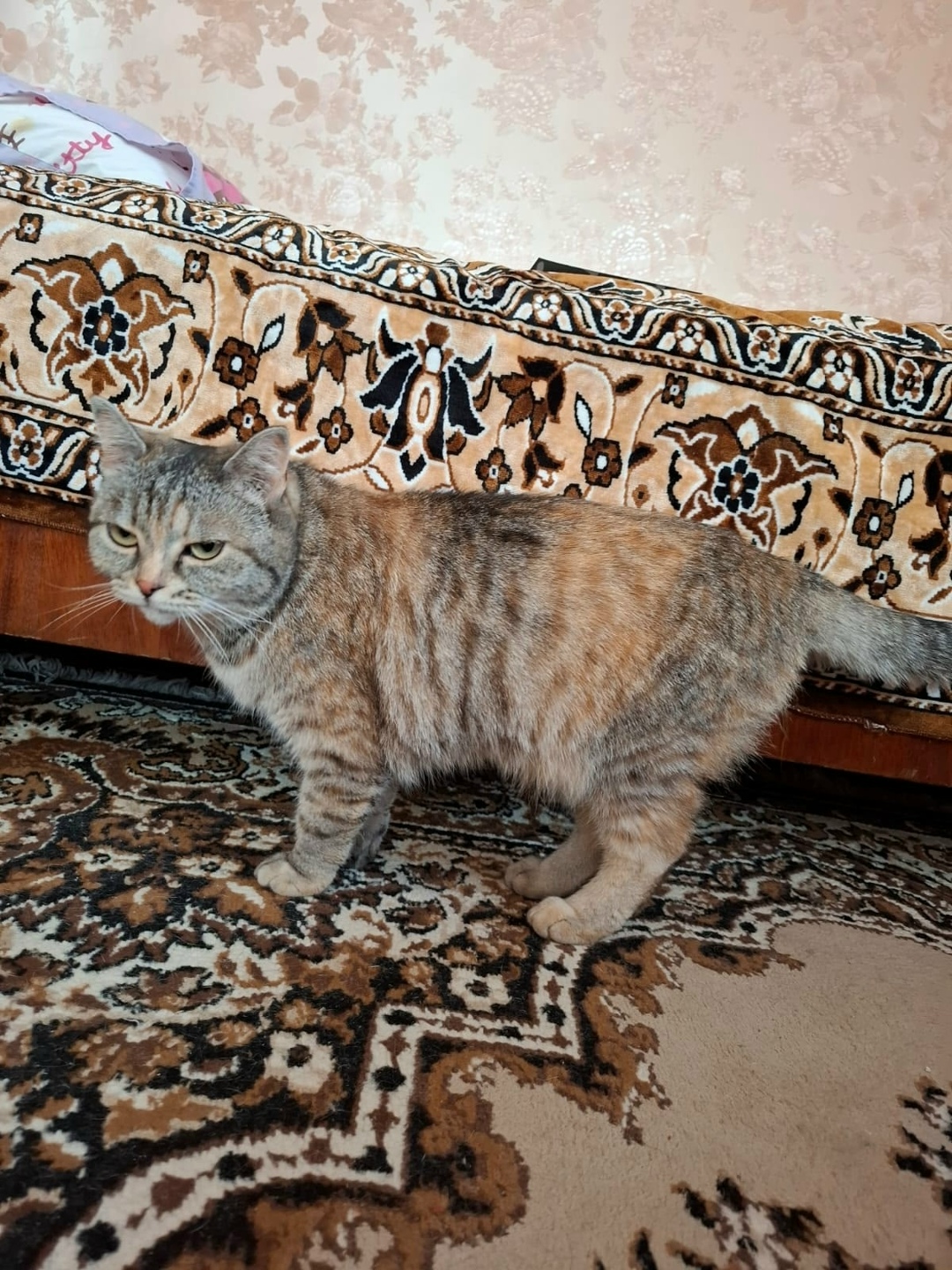 Найдена собака в Барнауле — фото объявления