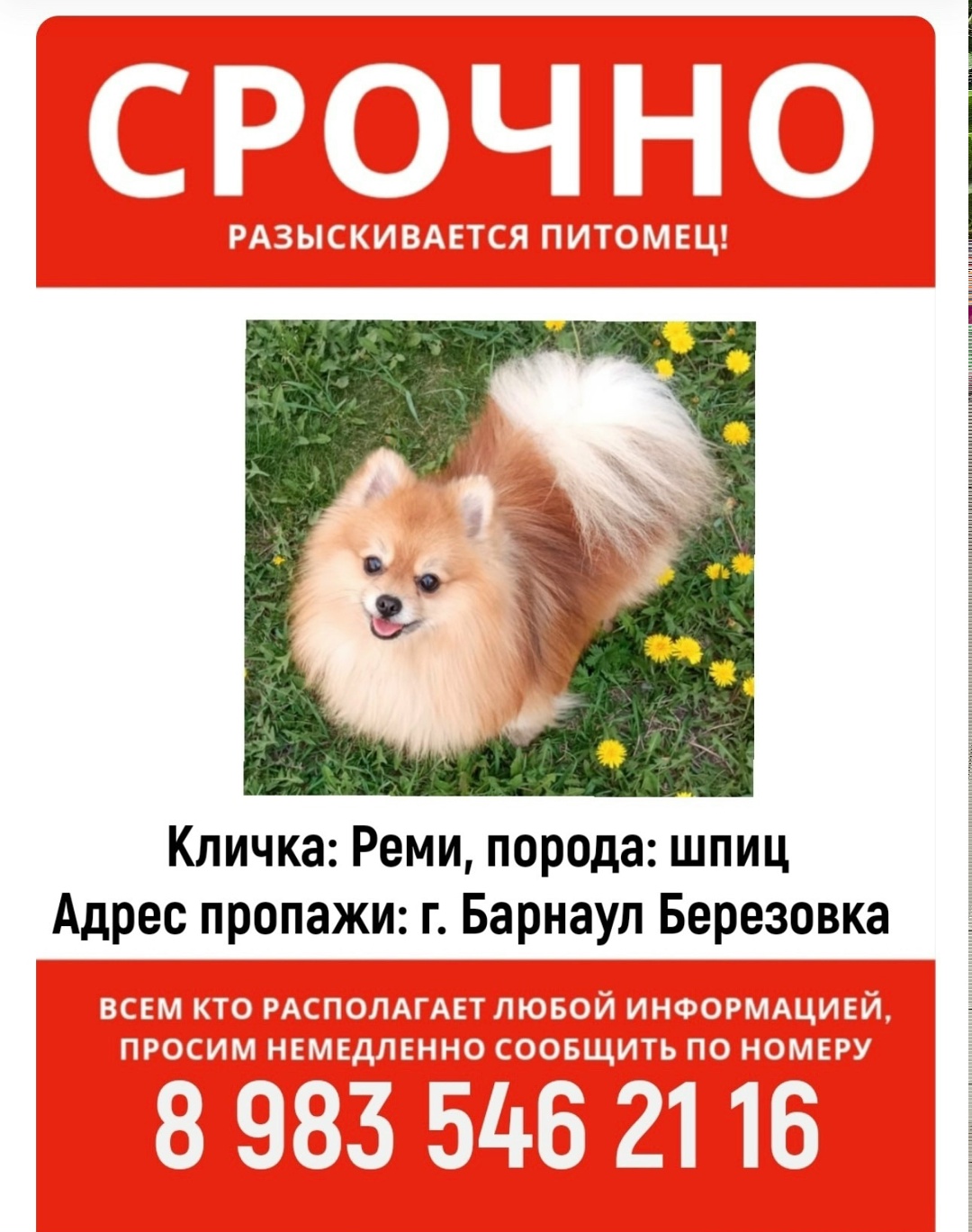 Пропала собака в Барнауле — фото объявления