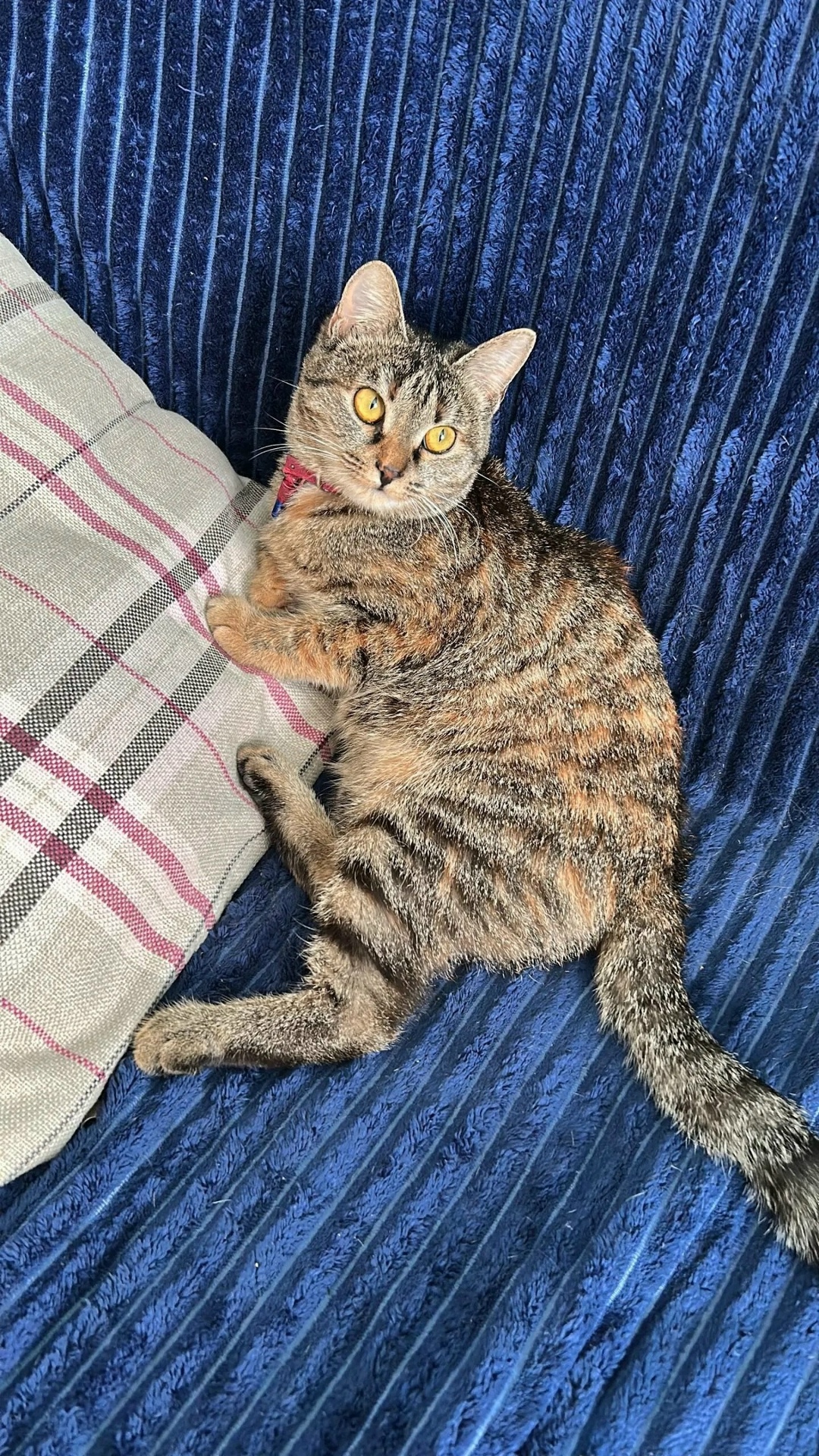 Найдена собака в Барнауле — фото объявления