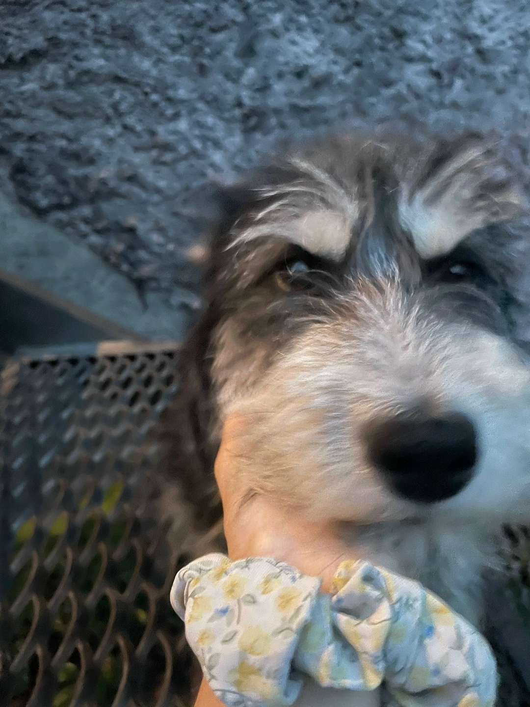 Найдена собака в Барнауле — фото объявления