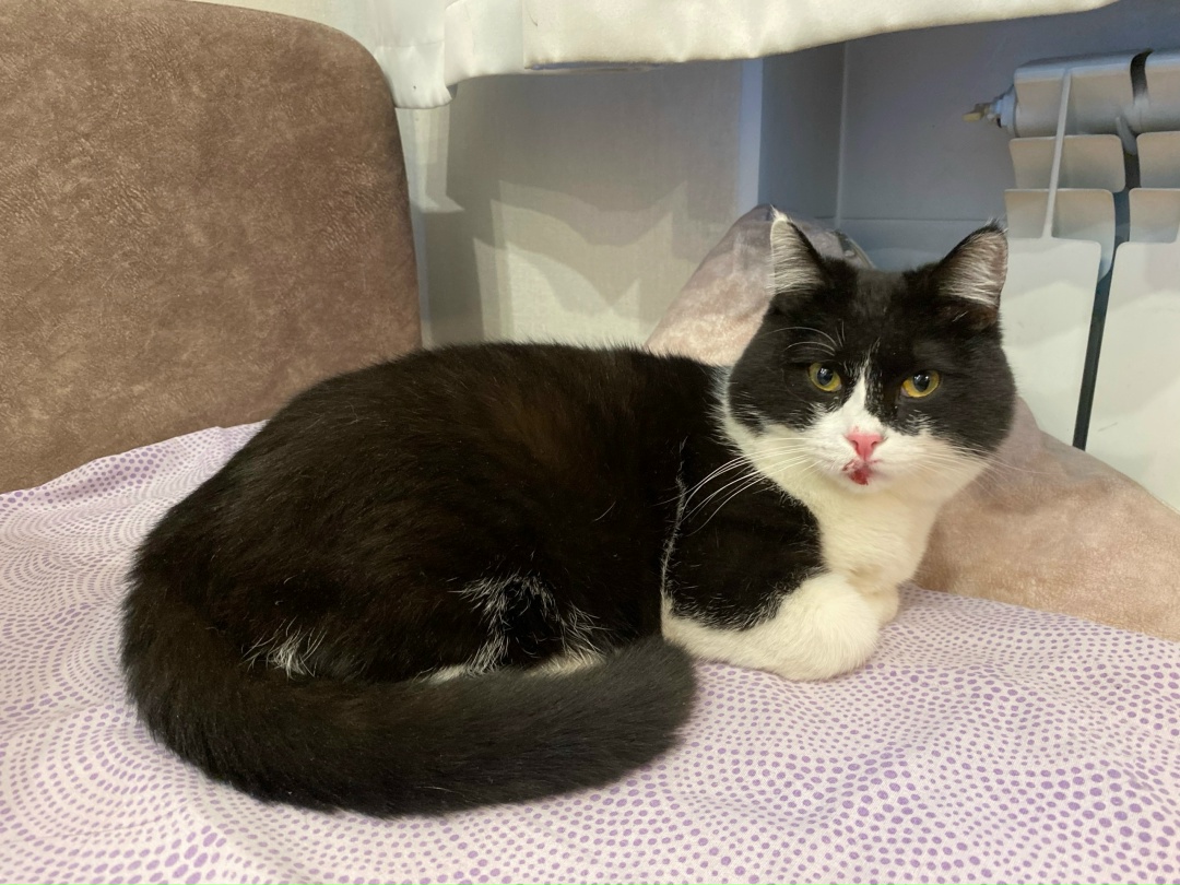 Найдена кошка в Барнауле — фото объявления