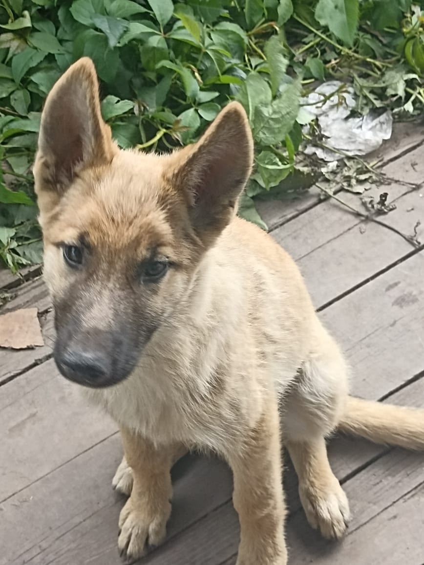 Найдена собака в Барнауле — фото объявления