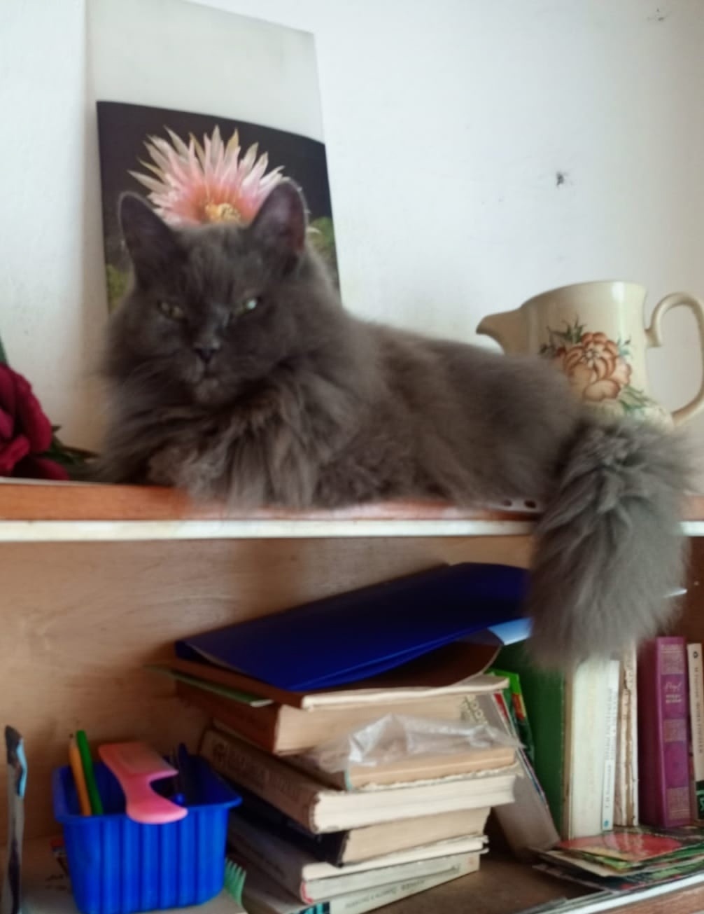 Найдена собака в Барнауле — фото объявления