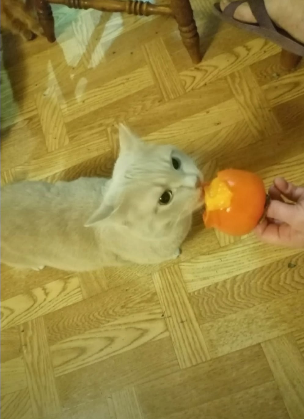 Найдена собака в Барнауле — фото объявления