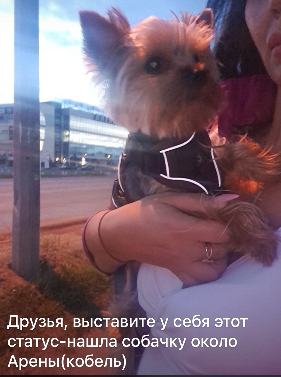 Найдена собака в Барнауле — фото объявления