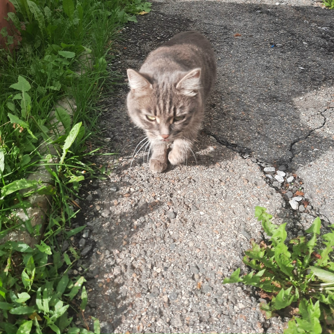 Найдена собака в Барнауле — фото объявления