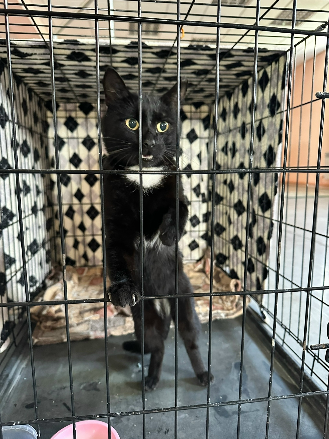 Найдена собака в Барнауле — фото объявления