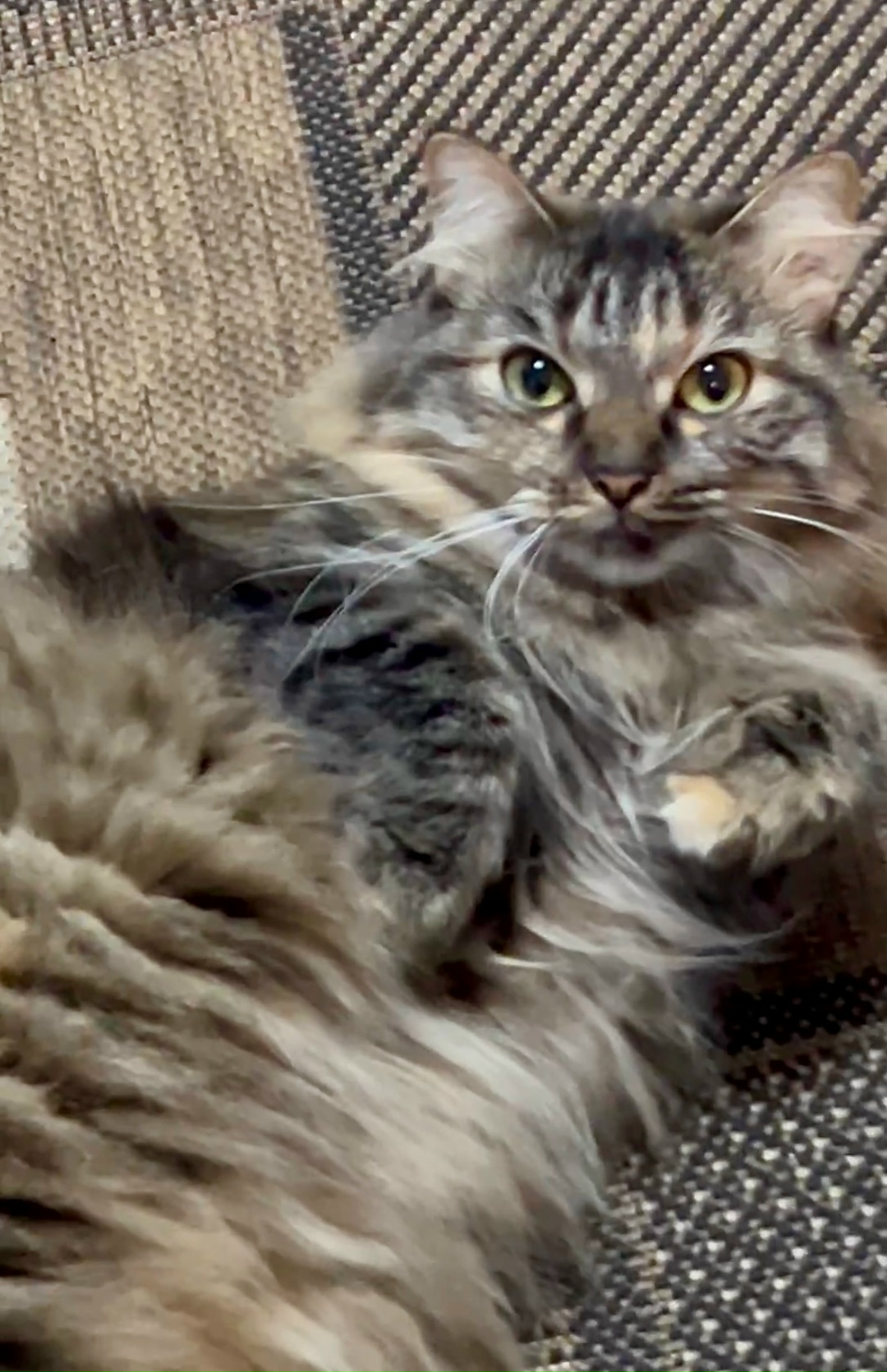 Найдена собака в Барнауле — фото объявления