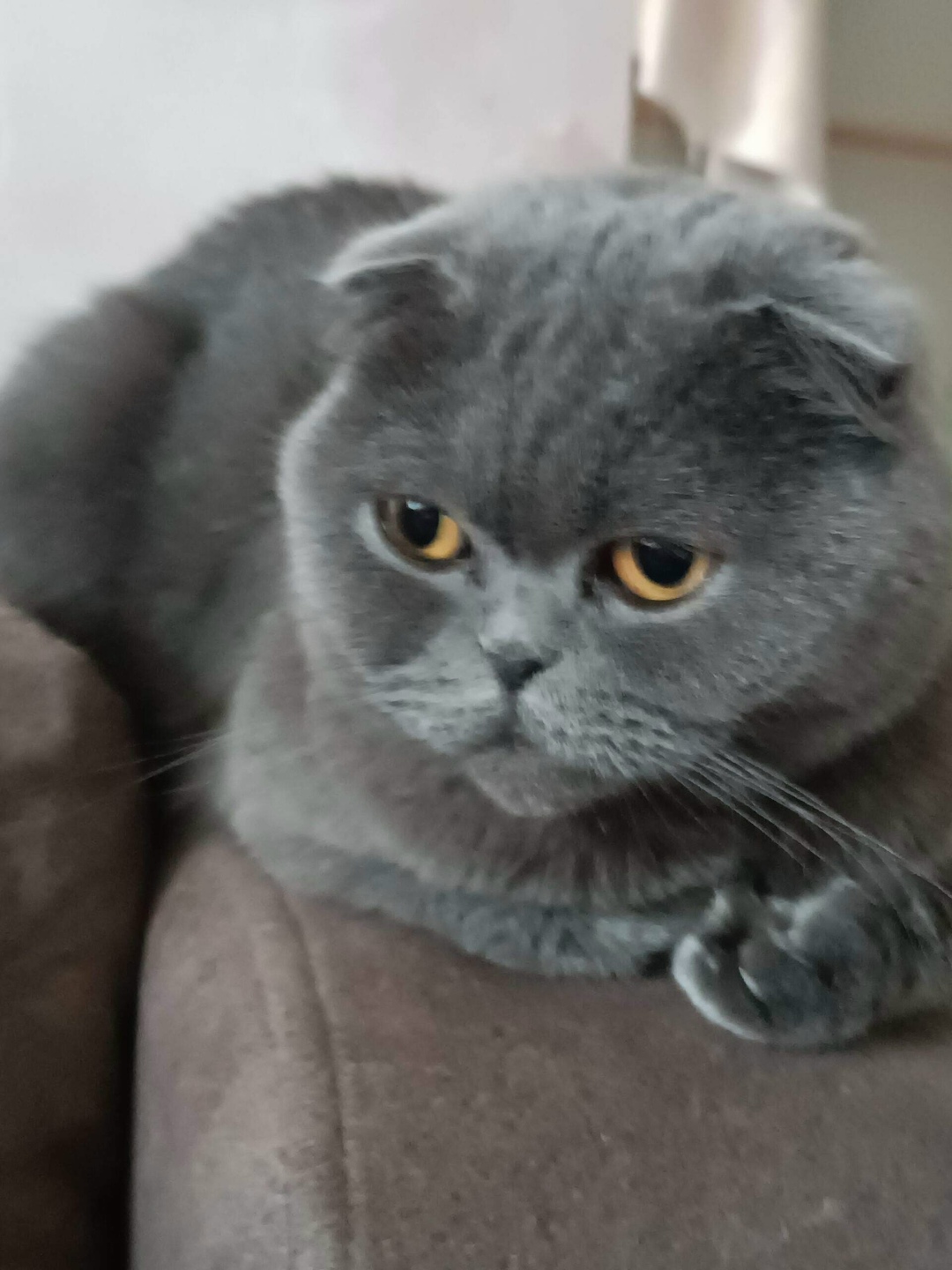 Найдена собака в Барнауле — фото объявления