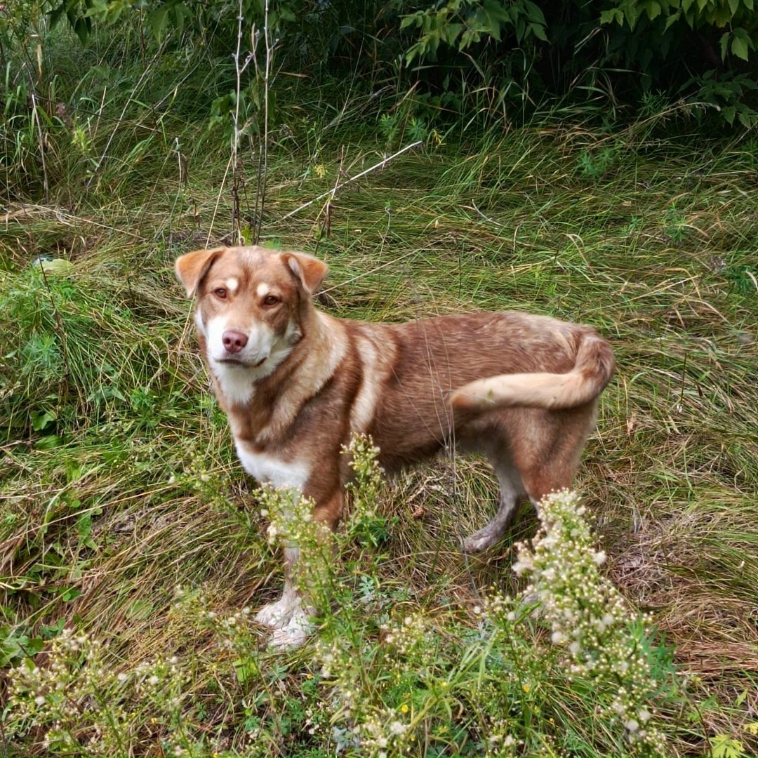 Найдена собака в Барнауле — фото объявления