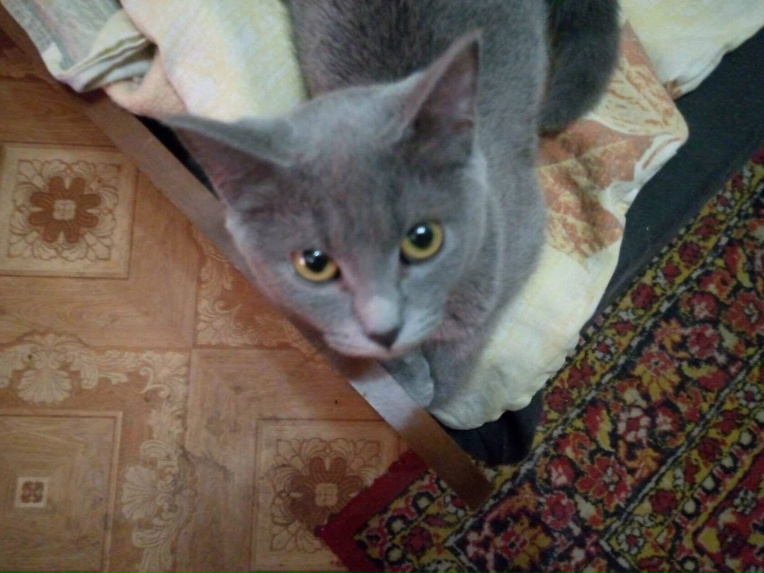 Найдена собака в Барнауле — фото объявления