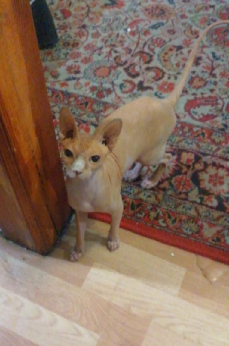 Найдена собака в Барнауле — фото объявления