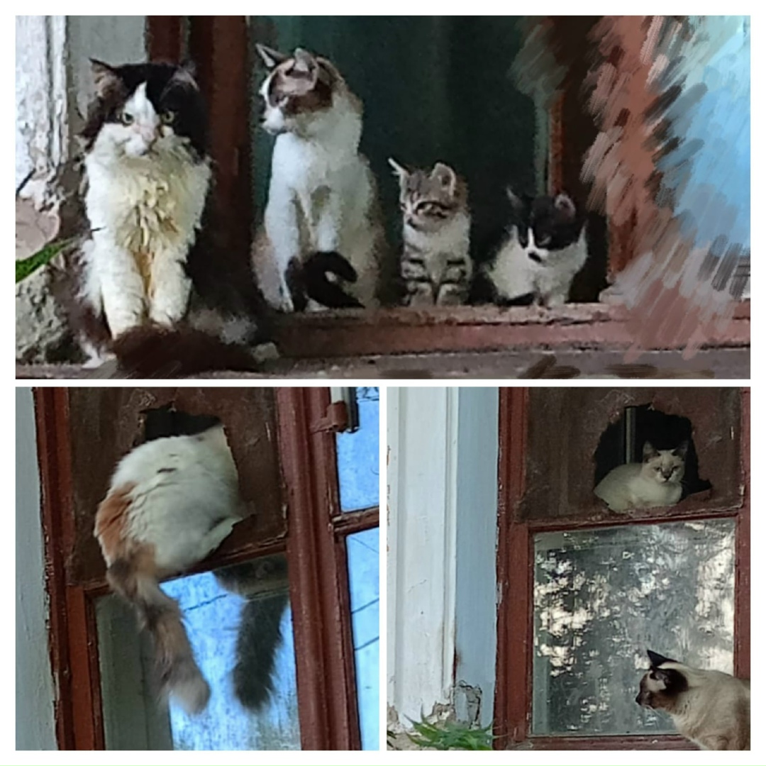 Найдена собака в Барнауле — фото объявления