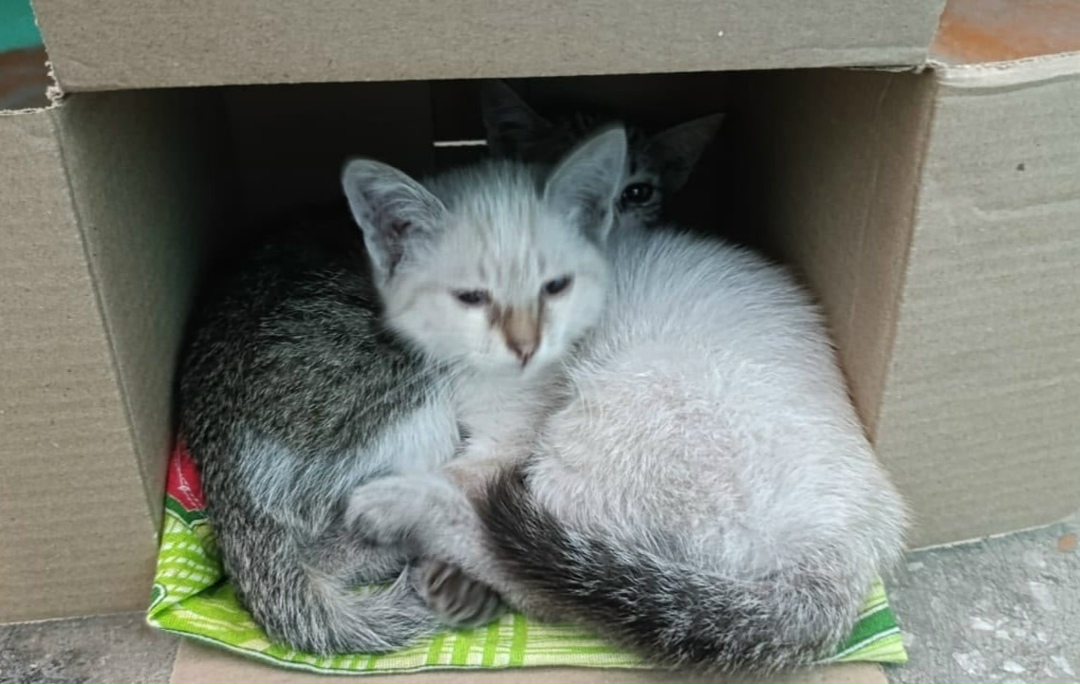 Найдена собака в Барнауле — фото объявления