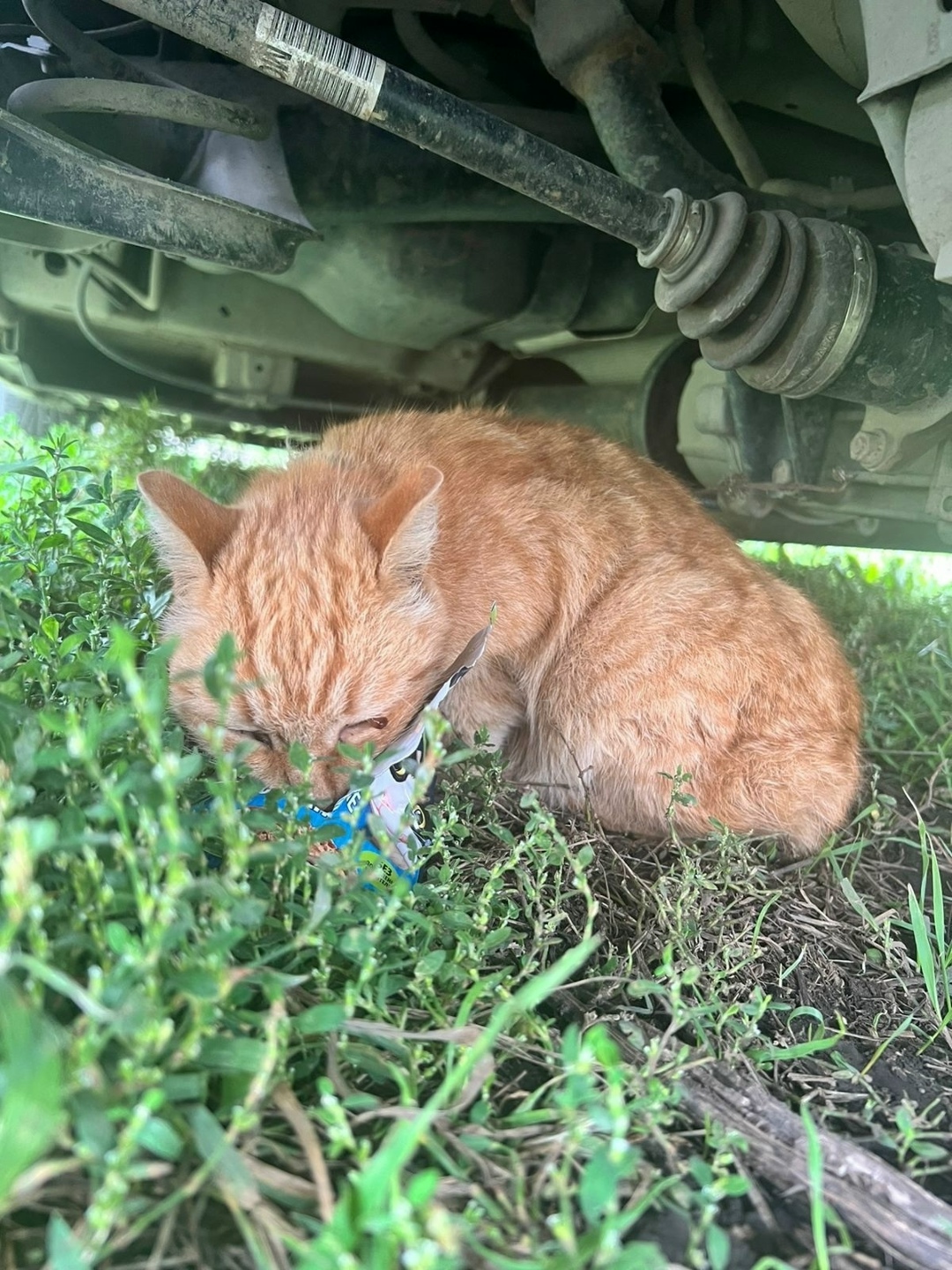 Найдена собака в Барнауле — фото объявления