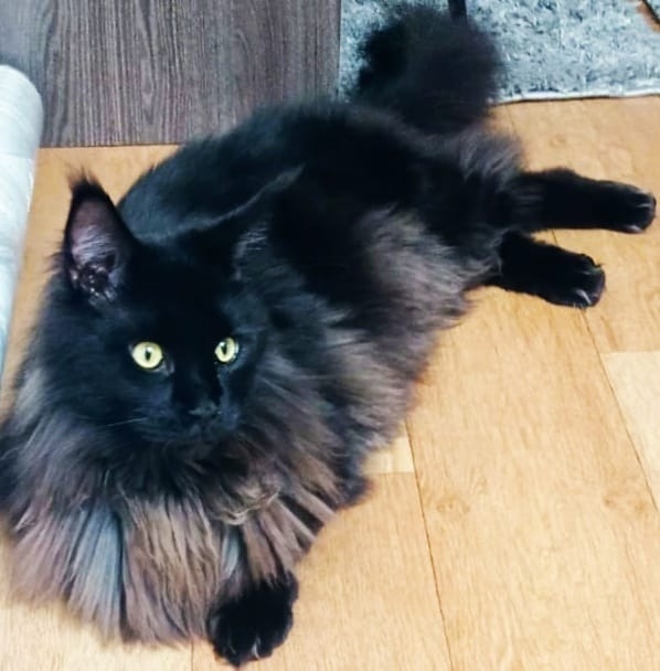 Найдена собака в Барнауле — фото объявления