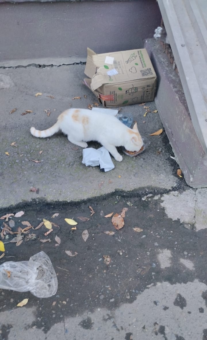 Найдена собака в Барнауле — фото объявления