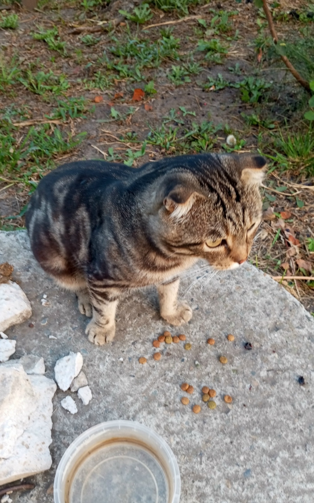 Найдена собака в Барнауле — фото объявления