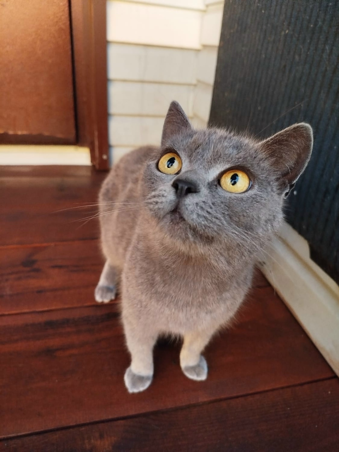 Найдена собака в Барнауле — фото объявления