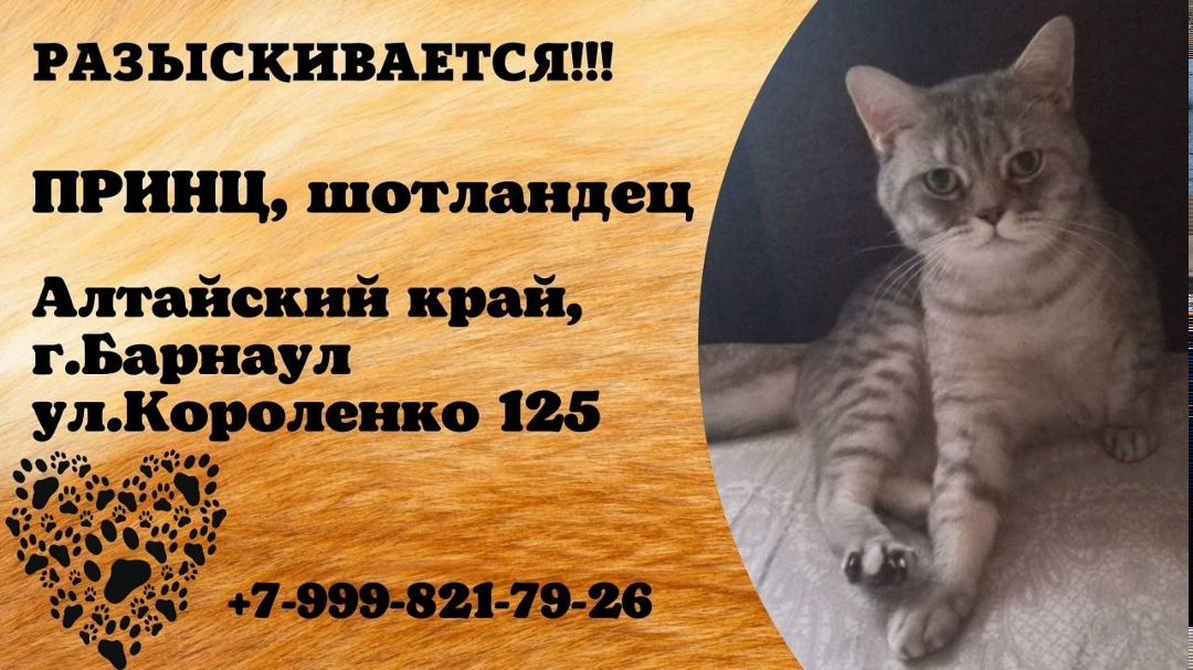 Найдена собака в Барнауле — фото объявления