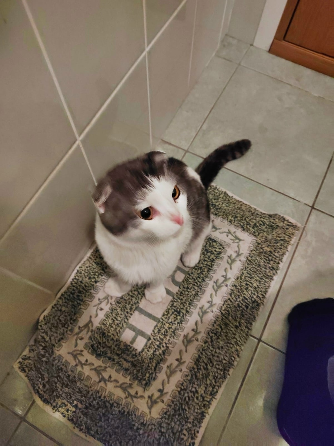 Найдена собака в Барнауле — фото объявления