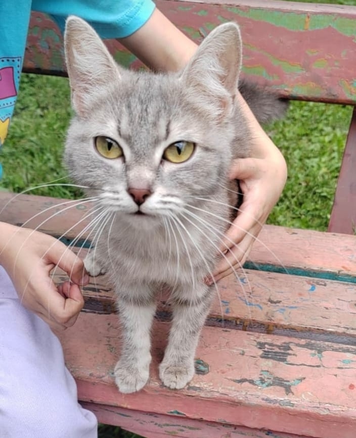 Найдена собака в Барнауле — фото объявления