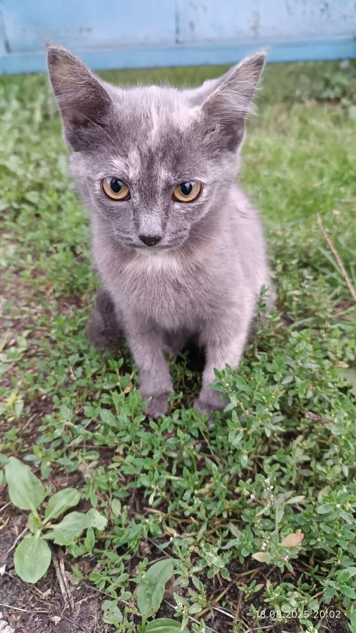 Найдена собака в Барнауле — фото объявления