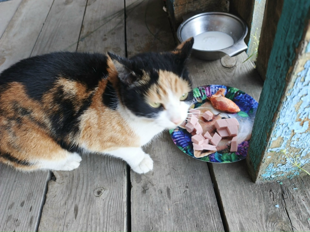 Найдена собака в Барнауле — фото объявления
