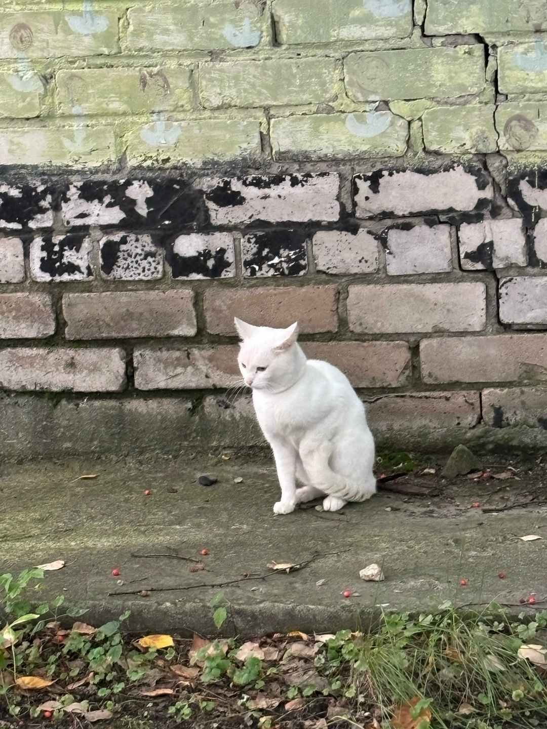 Найдена собака в Барнауле — фото объявления