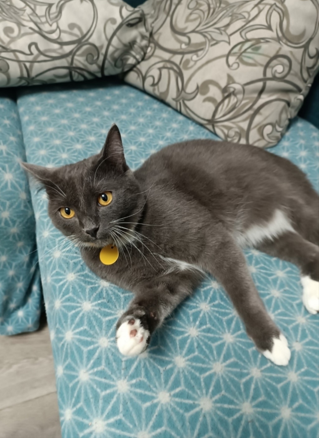 Найдена собака в Барнауле — фото объявления