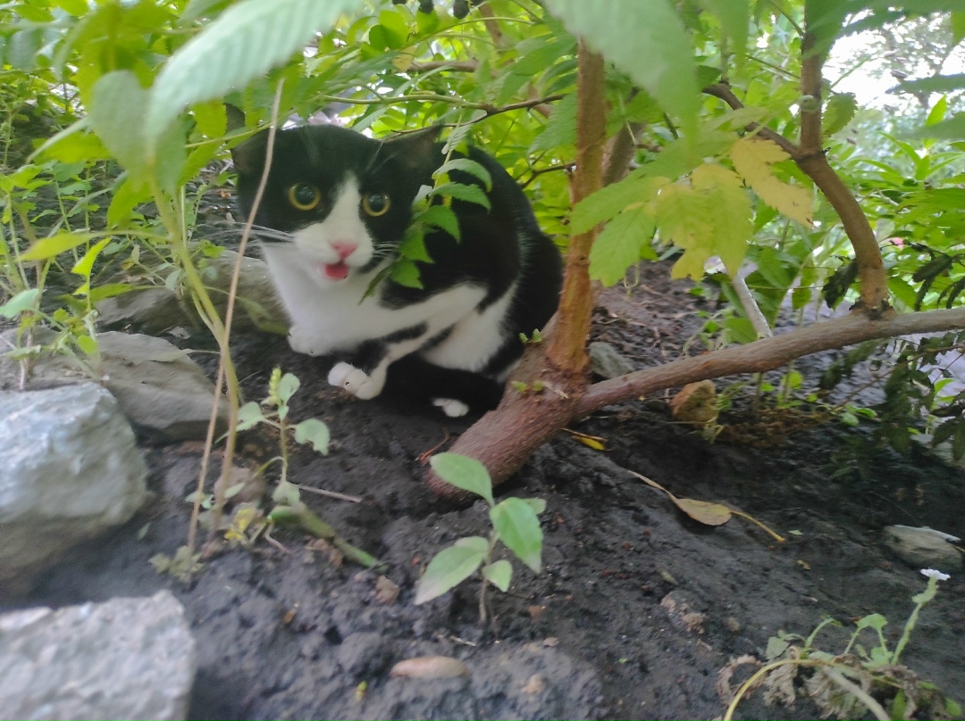 Найдена собака в Барнауле — фото объявления