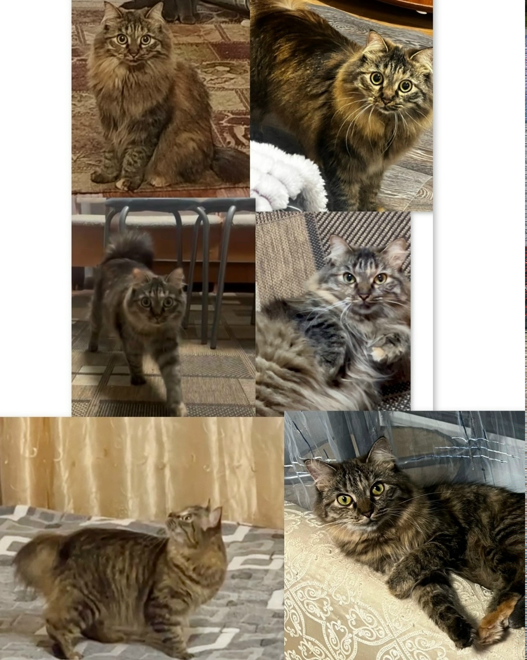 Найдена собака в Барнауле — фото объявления