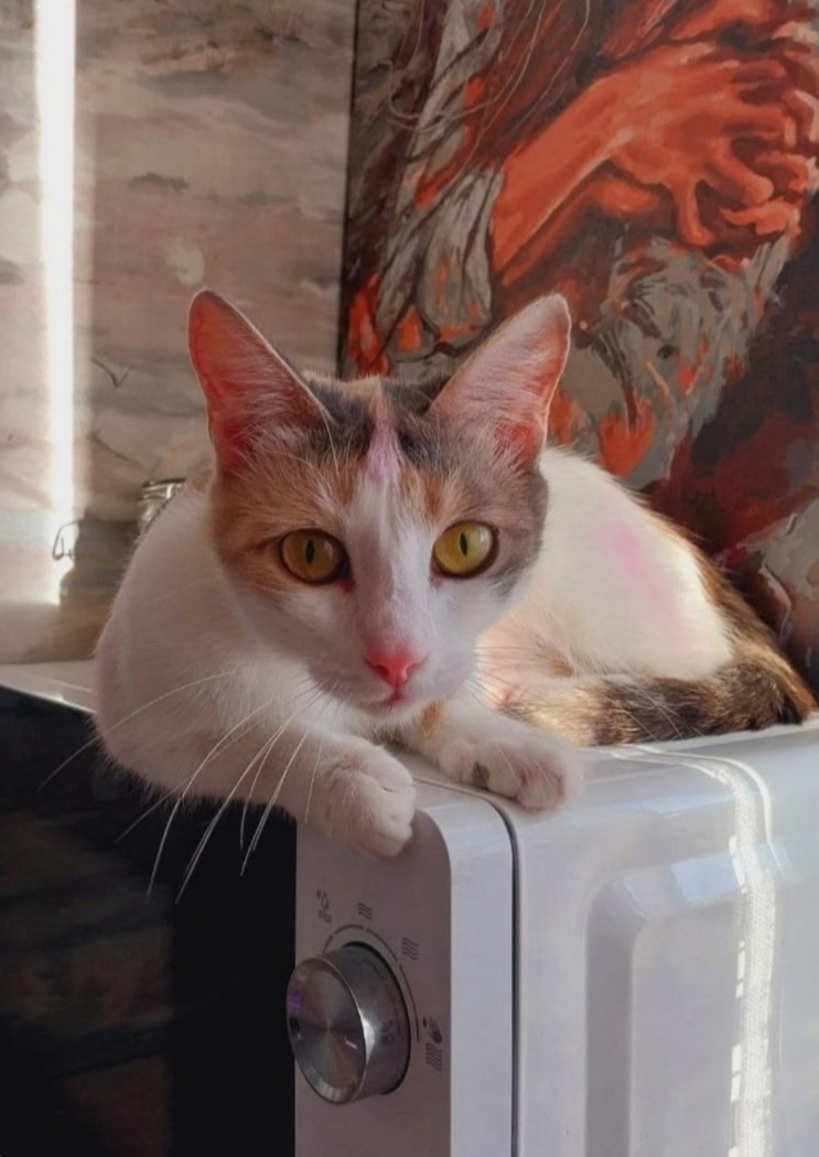 Найдена собака в Барнауле — фото объявления