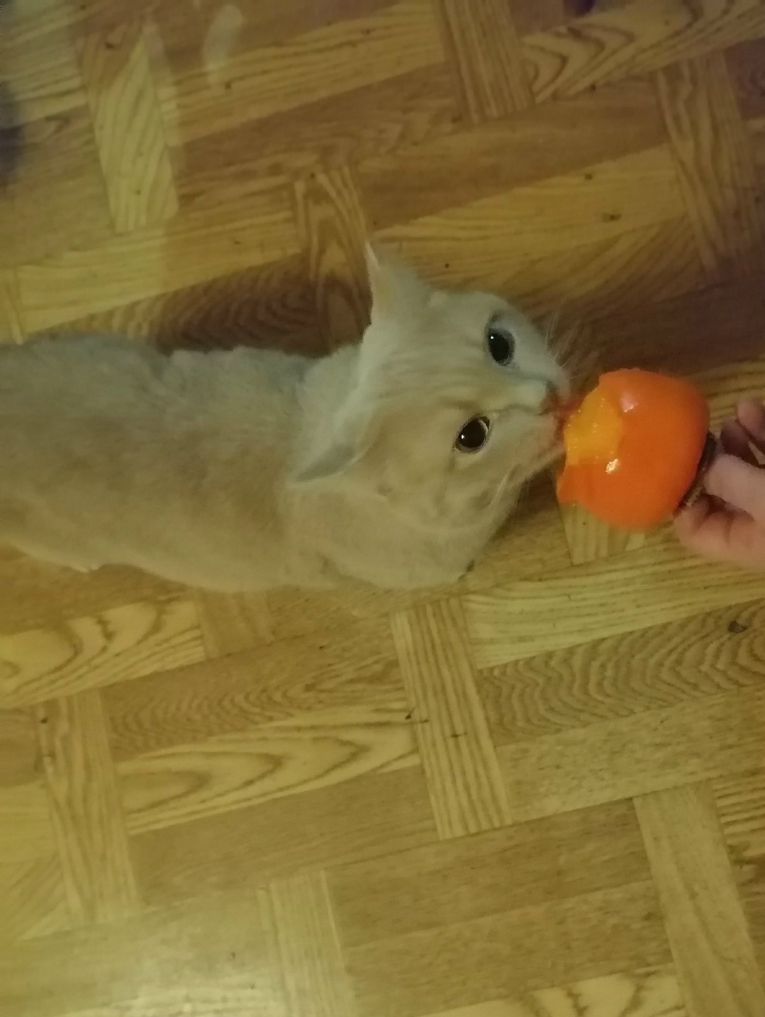 Найдена собака в Барнауле — фото объявления