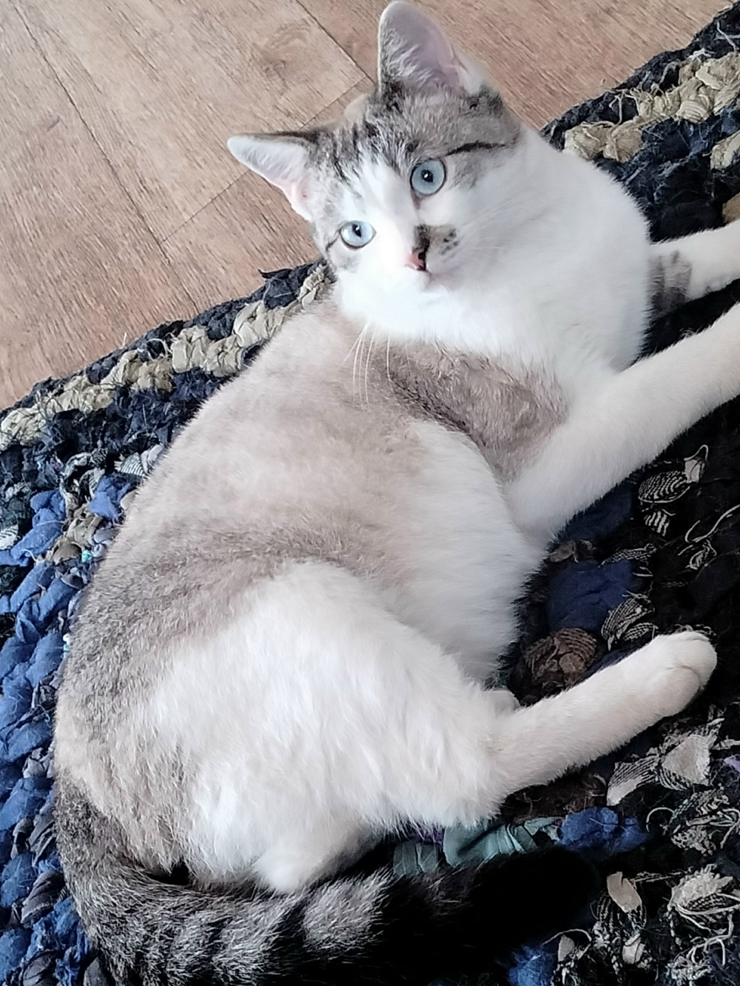 Найдена собака в Барнауле — фото объявления