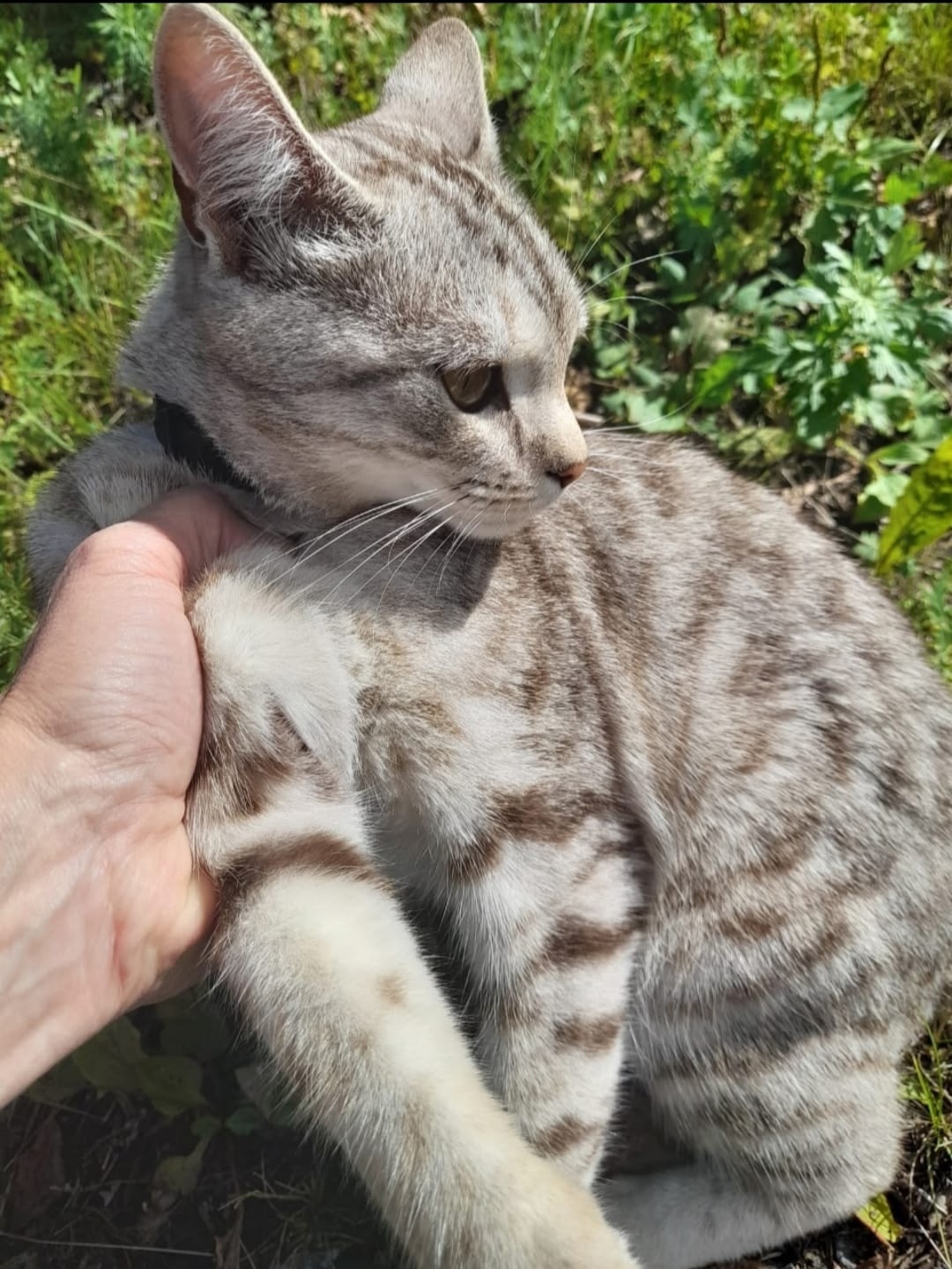 Найдена собака в Барнауле — фото объявления