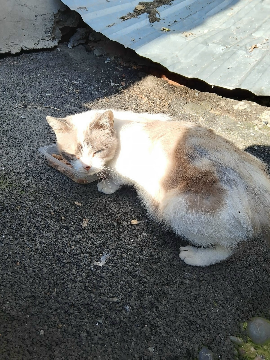 Найдена собака в Барнауле — фото объявления