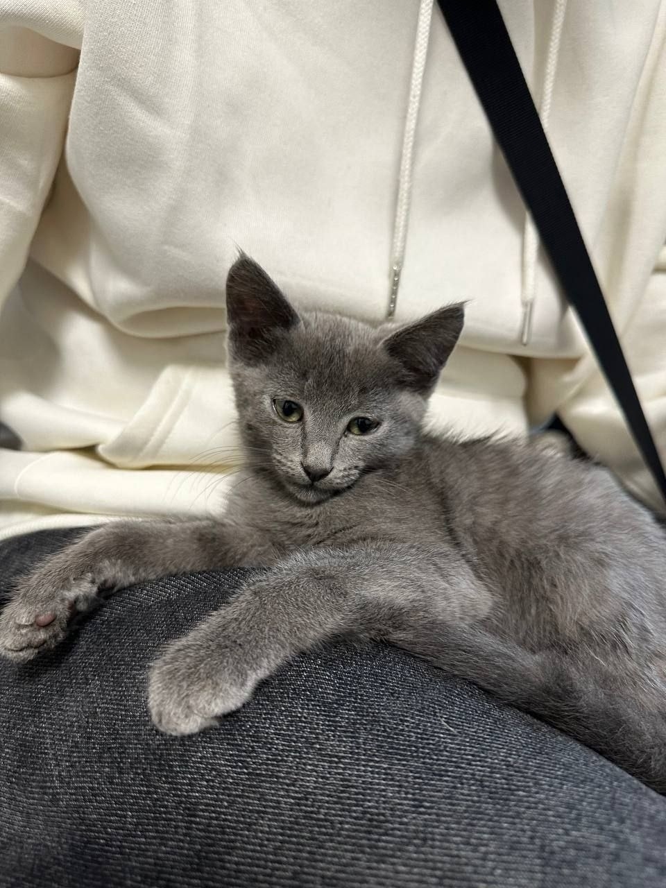 Найдена собака в Барнауле — фото объявления