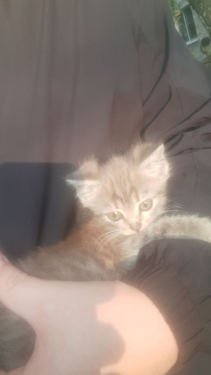 Найдена собака в Барнауле — фото объявления