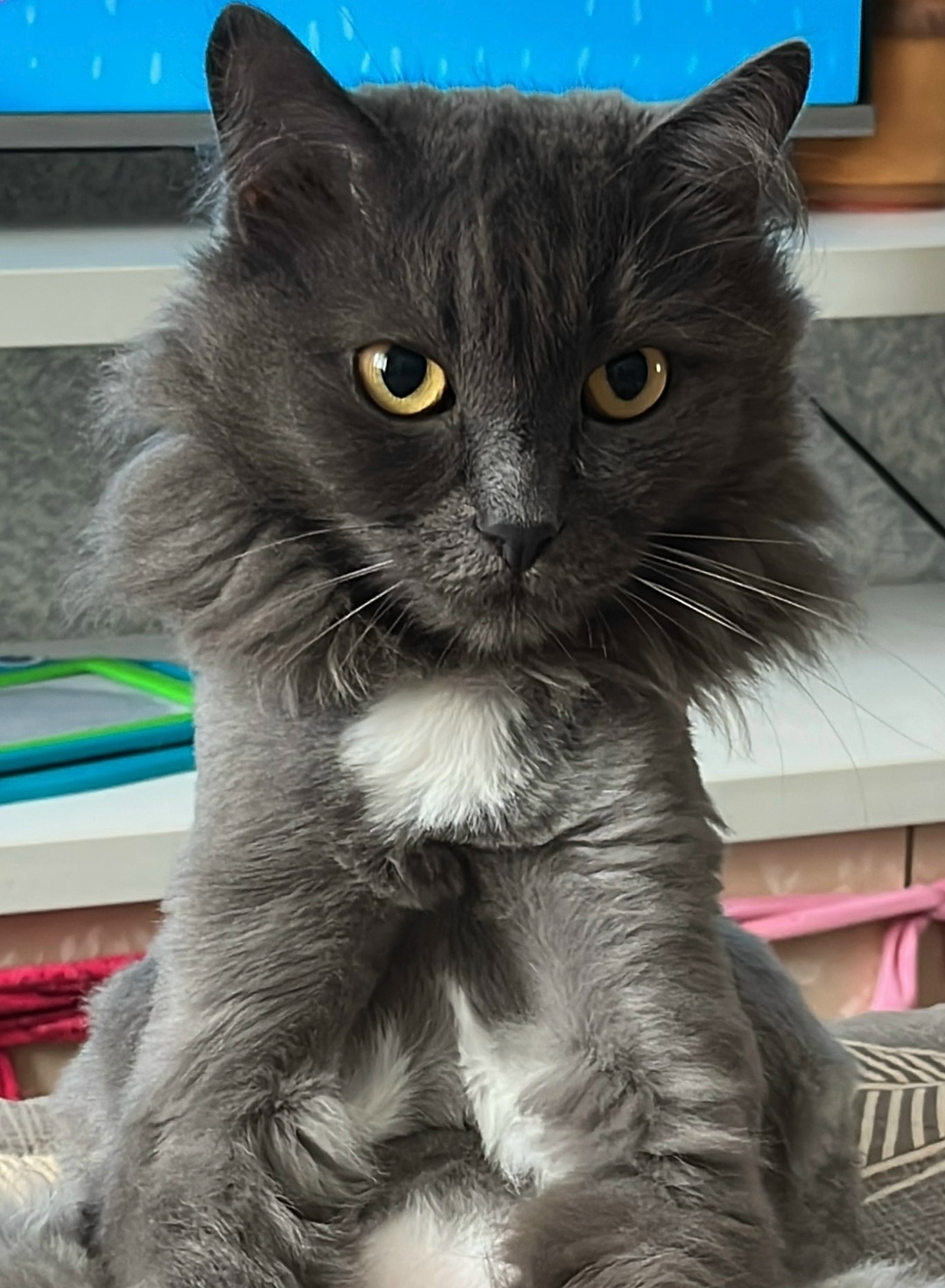 Найдена собака в Барнауле — фото объявления