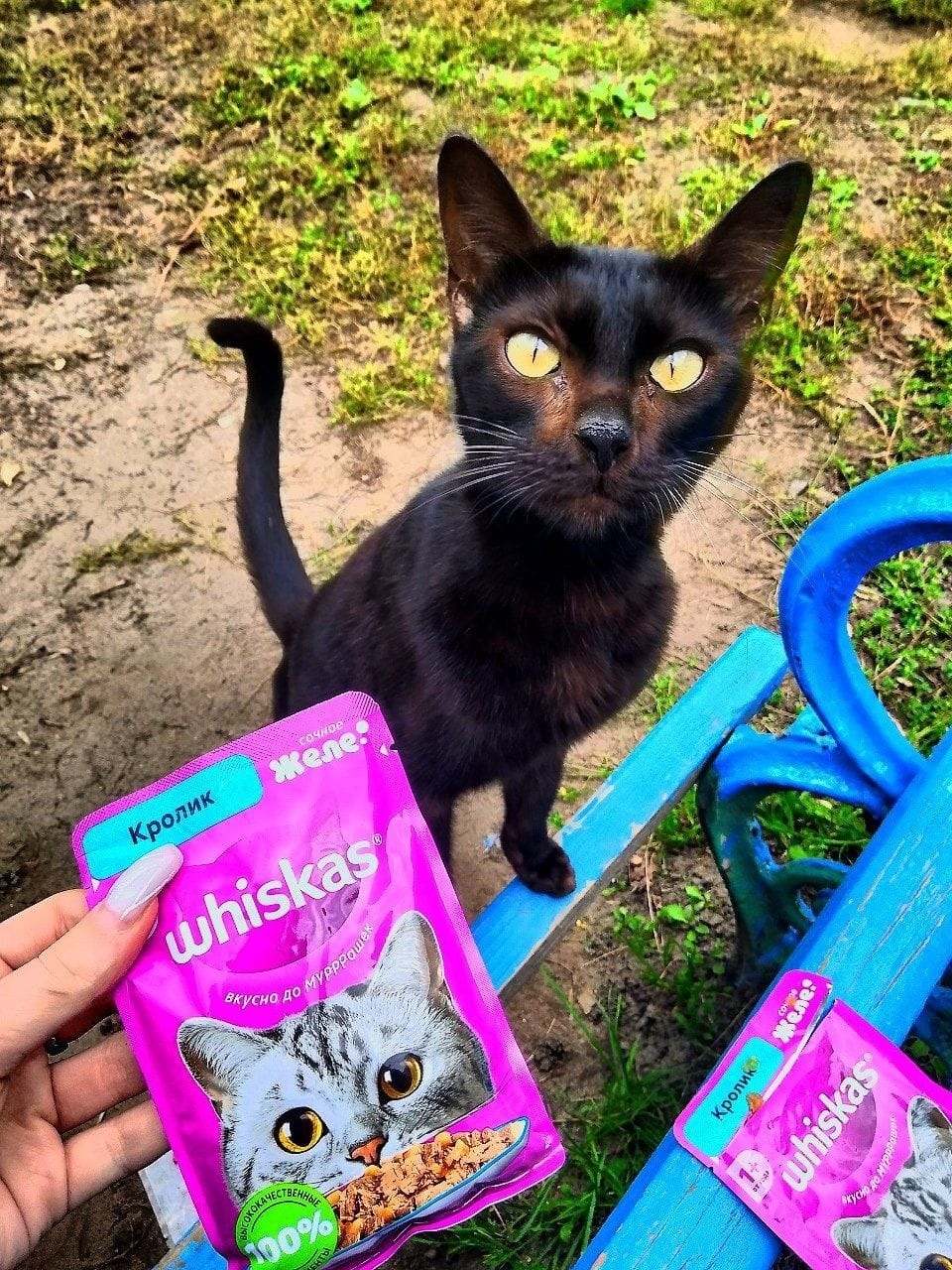 Найдена собака в Барнауле — фото объявления