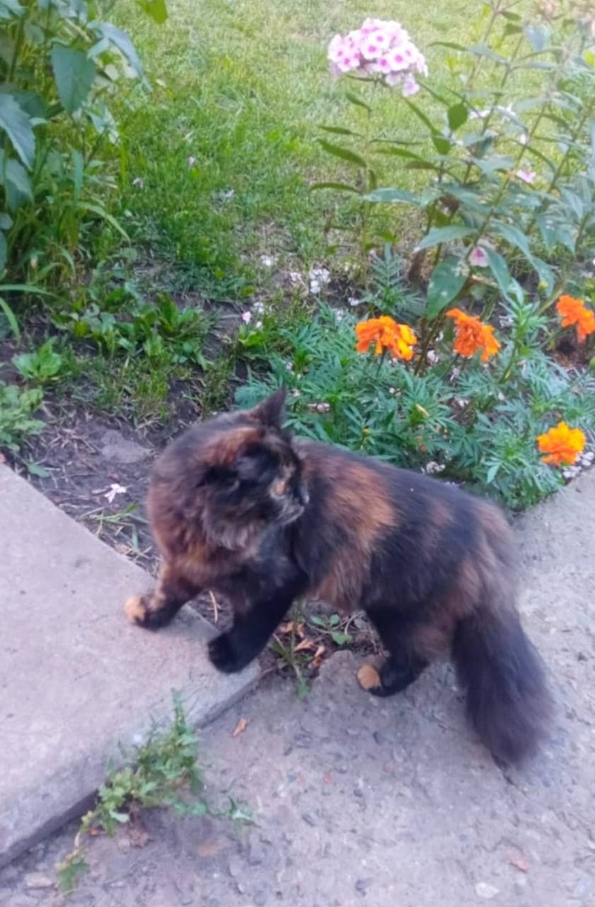 Найдена собака в Барнауле — фото объявления