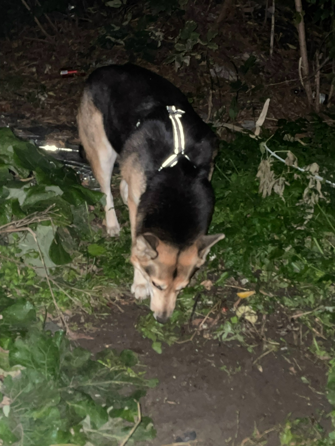 Найдена собака в Барнауле — фото объявления