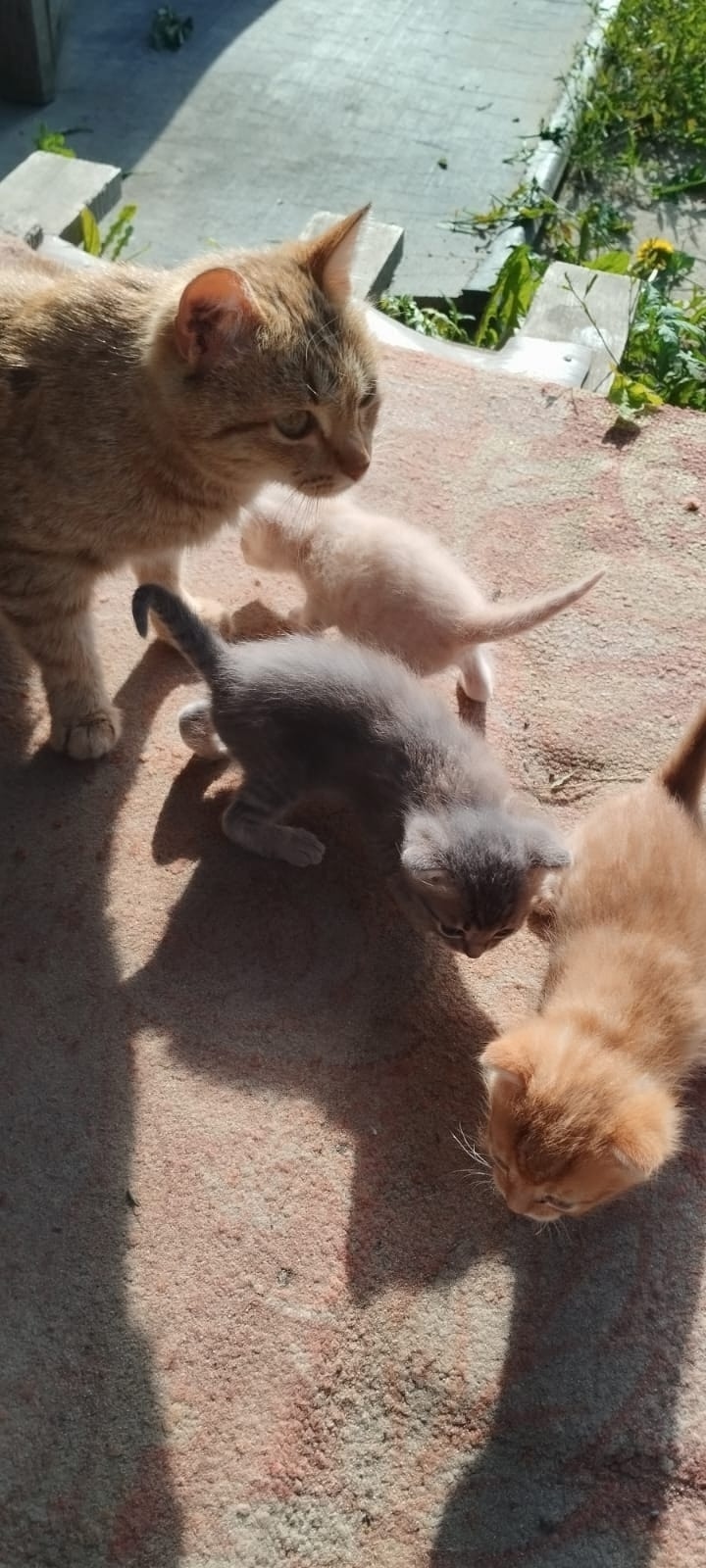 Найдена собака в Барнауле — фото объявления