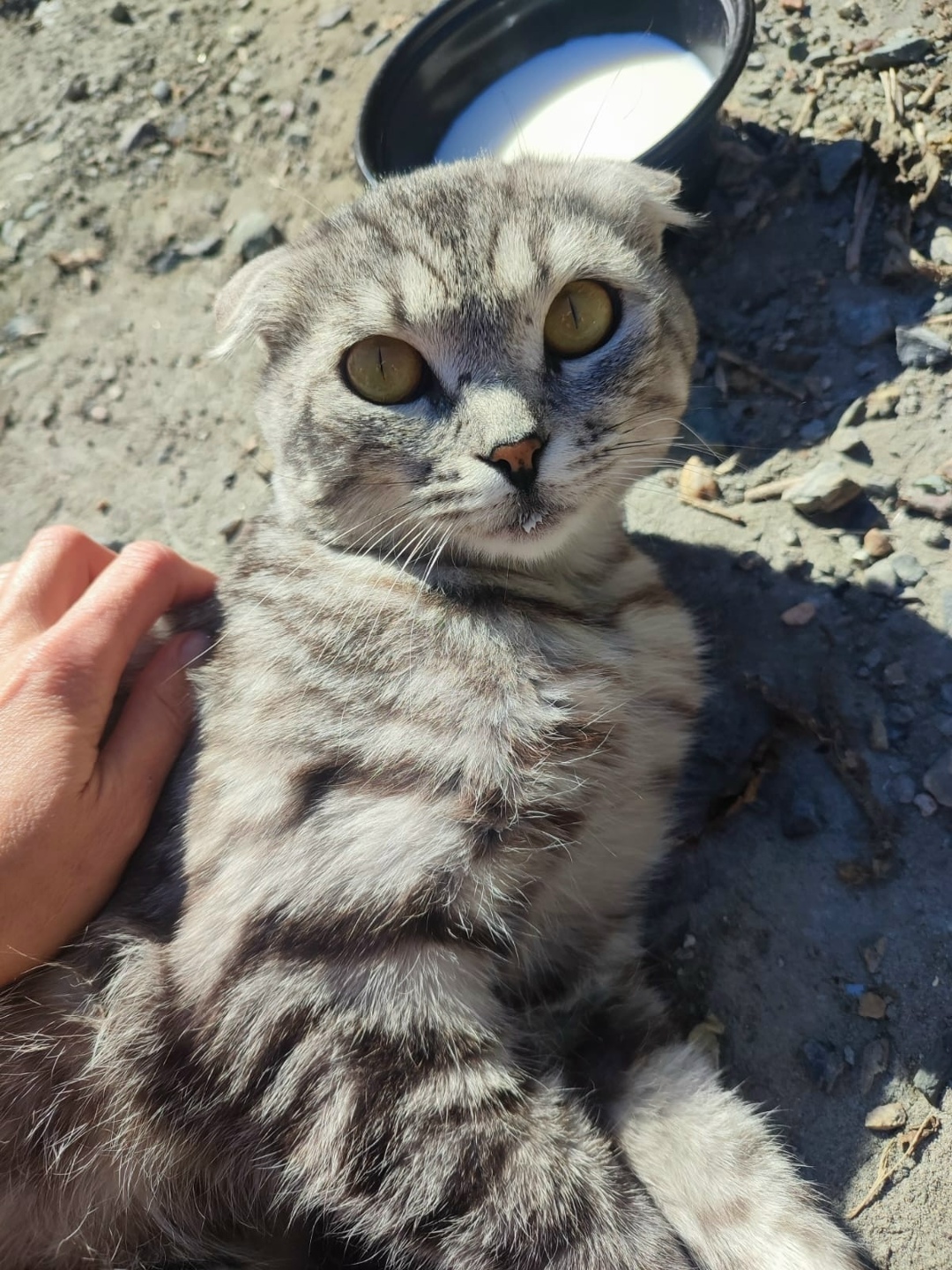 Найдена собака в Барнауле — фото объявления