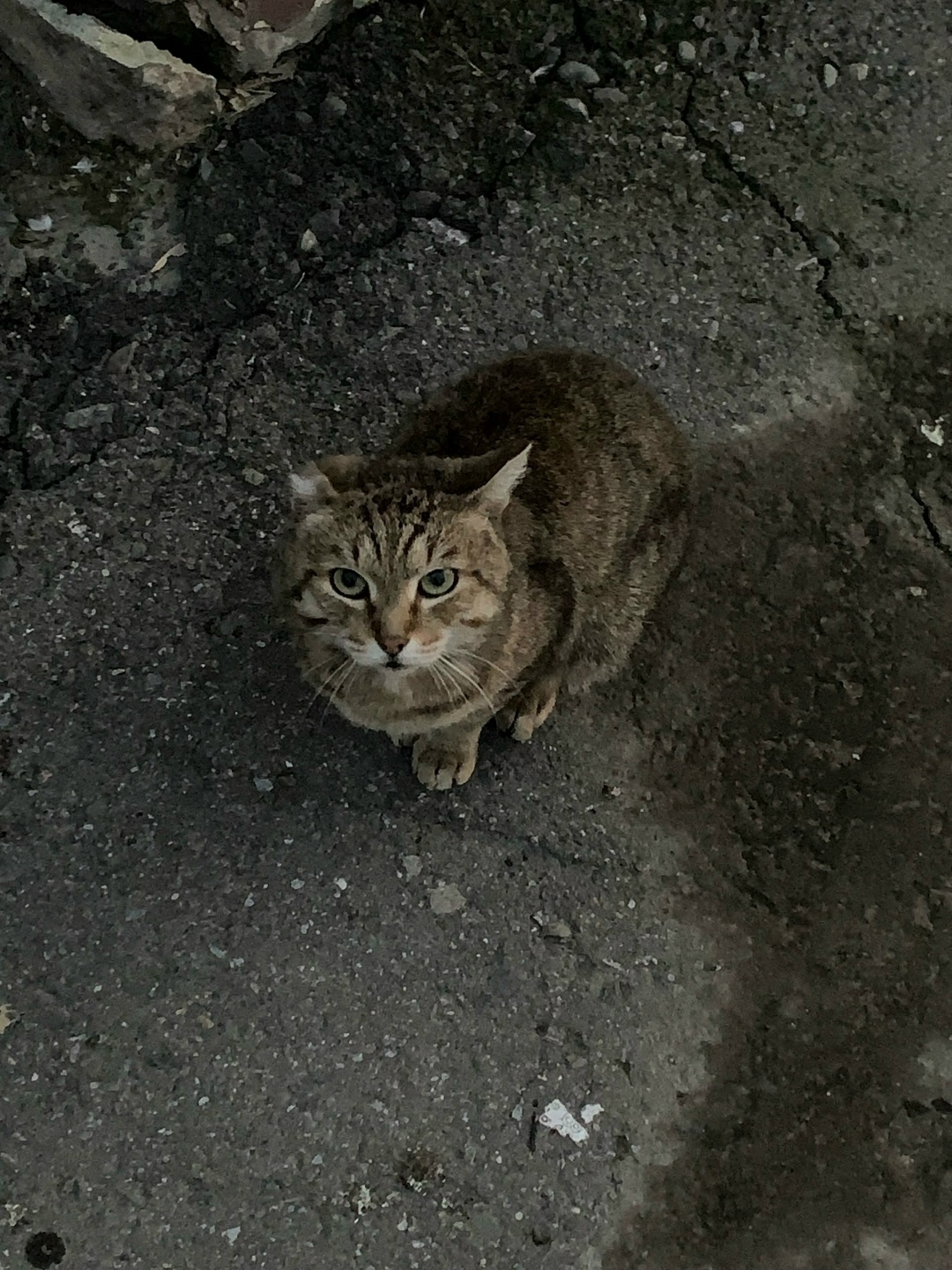 Найдена собака в Барнауле — фото объявления
